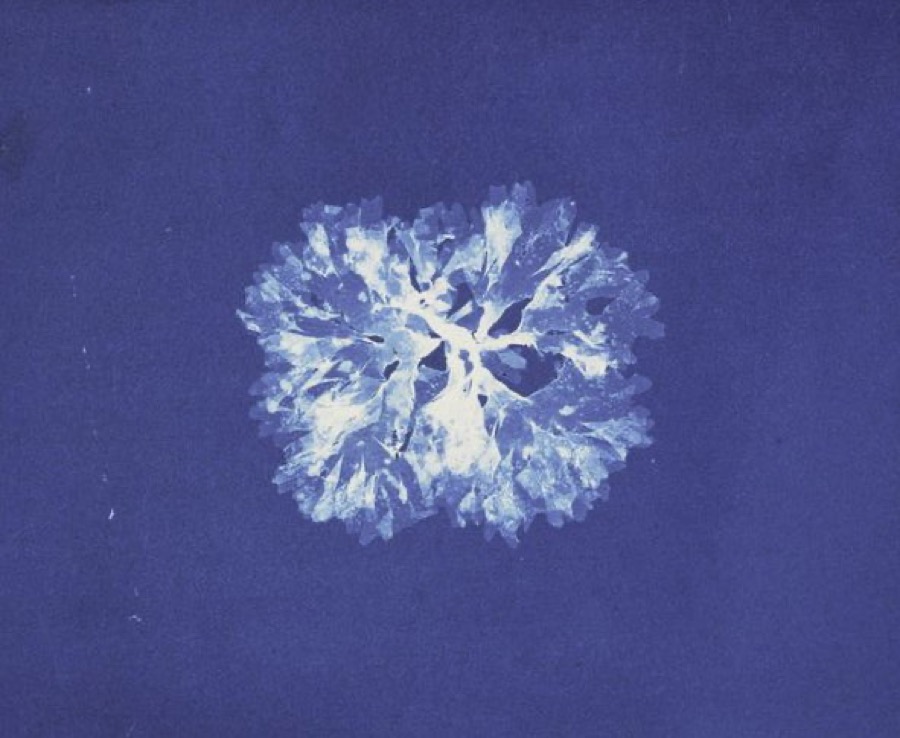Anna Atkins cyanotype, 1843